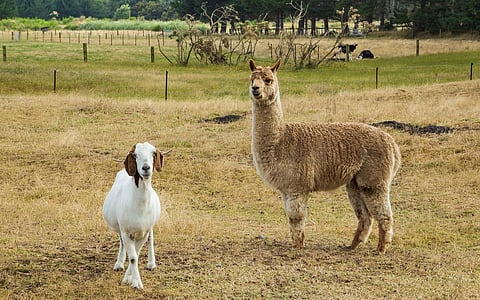 No kidding: goats prove brainier than sheep and alpacas