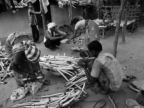 Roots of resilience: When lotus offers much more than flowery aesthetics