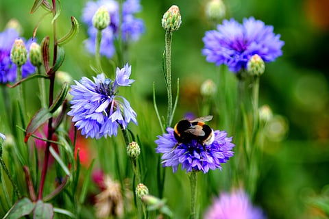 Previous studies have shown heavy metals can impair pollinators’ health when they consume nectar.