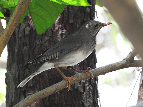 A Tickell’s Thrush photographed at Camp Hornbill (Corbett), Kyari Village, Uttarakhand.