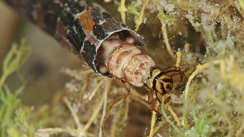 Underwater close-up of a caddisfly larva in its casing in a freshwater lake.