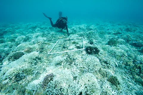It’s official, nearly 84% of coral reefs are affected in the most widespread mass global bleaching event