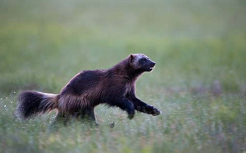 Hyenas of the North: Wolverines making a comeback in southern Finland, finds study