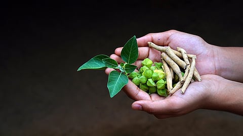 Ashwagandha: this ancient herb is trending for its potential health benefits — but also comes with risks