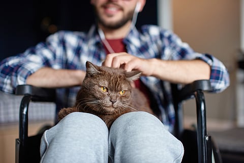 Cats can help people feel less lonely.