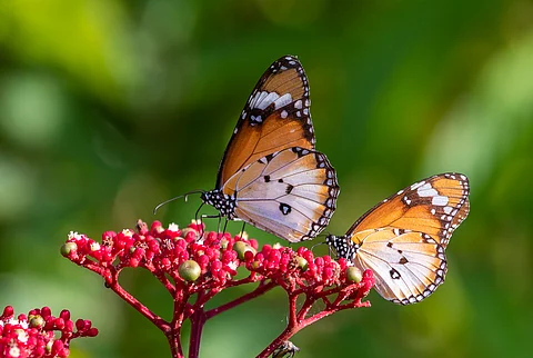 Greening urban road verges could boost butterfly diversity in tropical cities
