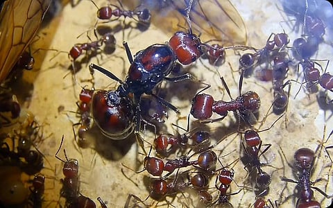 Kenya court hears unusual case involving illegal trafficking of live ants