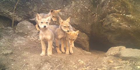 Mahuadanr, India’s first wolf sanctuary in Jharkhand, offers hope for a neglected and often vilified Indian carnivore