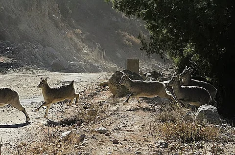 Conservation breeding programme for endangered musk deer was never started in India: Report