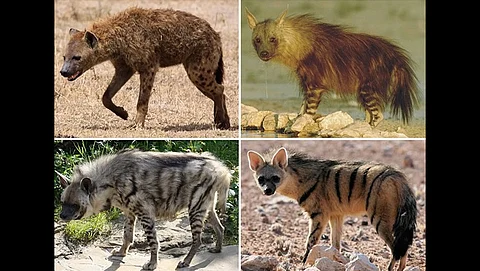 International Hyena Day 2025: Africa’s 4 hyaenids are facing increasing threats, leading to population declines