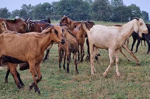 A focused conservation and genetic improvement strategy will be crucial to preserve the Maraguda goat breed in its native tracts