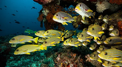 Despite billions pledged over last decade for protecting oceans, marine biodiversity still at stake: Report