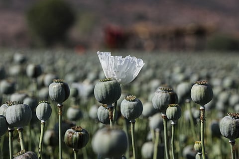 Licenced to bloom: Where tradition meets the rule of law