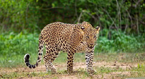 Leopard parts new substitutes for tigers in international wildlife trade