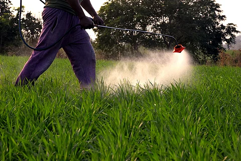 Calls renewed for a global ban on dangerous pesticide 'chlorpyrifos' without exemptions