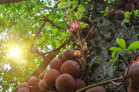 When thinking of forest conservation, a ‘national park-sanctuary’ approach should make room for the vitality of sacred groves