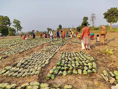 The eight Gram Sabhas have collected over 400,000 bundles of kendu leaves.