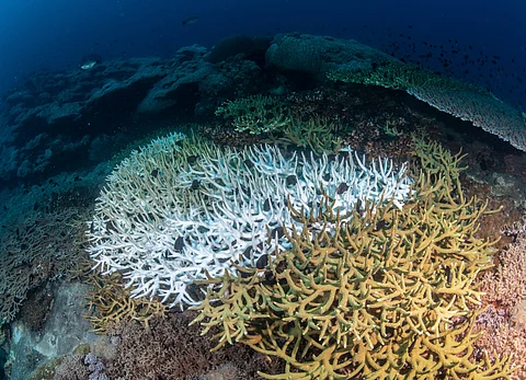 Coral bleaching can result in widespread coral death, disrupting reef ecosystems, threatening marine biodiversity, and affecting human communities that rely on reefs for food, tourism, and coastal protection.