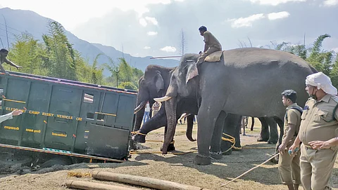 A rescued elephant being translocated to Mudumalai Tiger Reserve. Crop-raiding elephants are likely to be obese due to their sedentary lifestyle