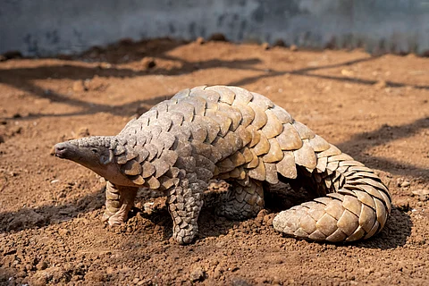 Global trafficking of pangolin scales, elephant ivory plummets post-pandemic