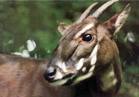 Saola: Scientists map genome of world’s rarest large land mammal