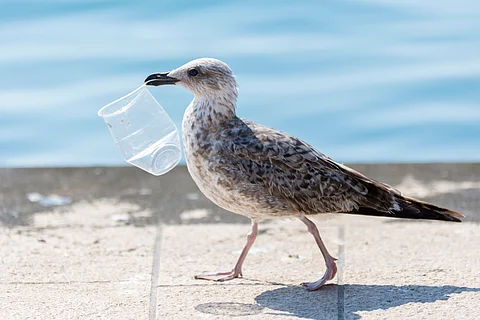 Plastic consumed by seabirds could release chemicals that affect fertility, development and behaviour.