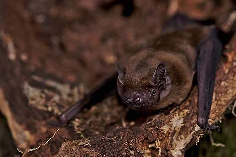 Shifts in temperature reshaping geography of bat hibernation in Europe: Study