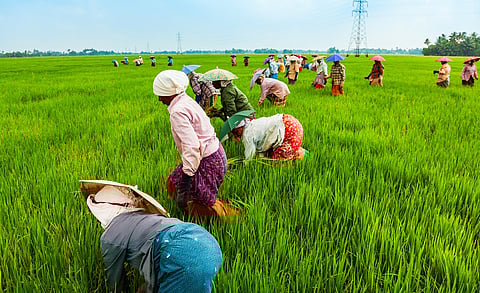 India unveils genome-edited rice varieties