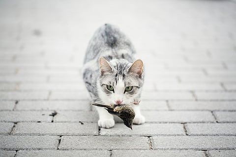 Nearly 50% of bird flu infections were reported from Asia, researchers found.