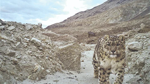 Ladakh records world’s highest snow leopard density, study finds