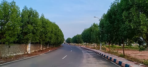 The conundrum of Conocarpus in India is riddled with invasive threat and legal loopholes