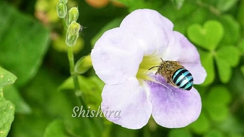 Buzzing in the background: Pollinators must be part of climate conversations