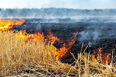 Policy response to stubble burning crisis is mostly centered around Delhi while Madhya Pradesh is the worst offender