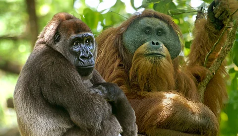 Cross River Gorilla, Tapanuli Orangutan among 25 most endangered primates: Report