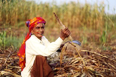 Corporate lobbying to promote hybrid millets in Odisha undermines tribal farmers for unsustainable profits