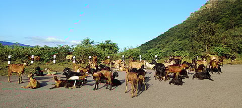 Narayanpatna goat is a resilient breed from Odisha’s Eastern Ghats but unscientific breeding can tamper livestock quality