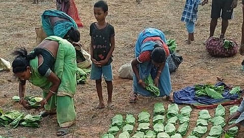 Battle over ‘Green Gold’: Tribal women lead forest rights protest in Odisha’s Kalahandi