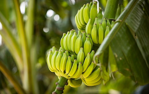 Banana: Climate change could take a toll on world’s most popular fruit, warns report