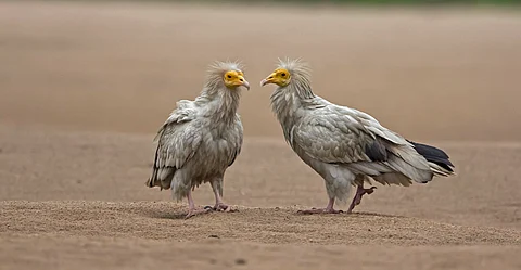 Millions of birds around Mediterranean littoral being illegally killed, countries failing to stop it: Report