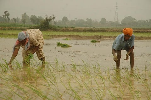 Punjab bans hybrid paddy seeds in groundwater crisis response — what’s at stake?