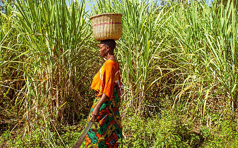 Kenyan tycoons slow down on luxury, pivot toward agriculture and environmental conservation: Report