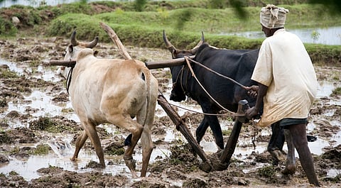 India’s small farmers seek fairness, voice, and opportunity, not handouts
