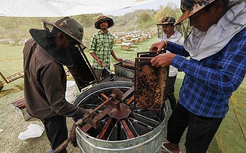 World Bee Day 2025: Honey offers a unique opportunity for ‘sonic branding’