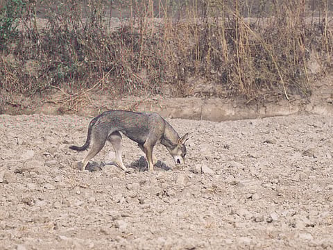 The wolf photographed by Hemant Garg