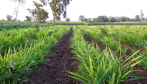 Plant Treaty: Civil society organisations ask governments of countries in Asia to save plant genetic resources