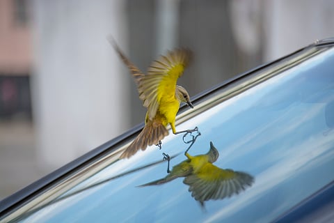 Birds are drawn to the mirror effect of windows. That can turn deadly when they think they see trees.