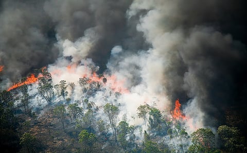 Fires burned 5 times more tropical primary forest in 2024 than in 2023