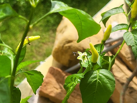 Nagaland: Bees that don’t ‘sting’ can help boost crops & livelihoods in Northeastern state