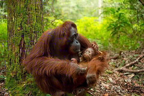 What the hidden rhythms of orangutan calls can tell us about language: New research