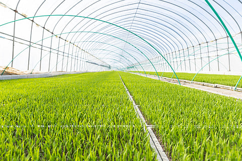 India should establish independent biosafety institute to assess merits of farm products developed through modern biotechnology